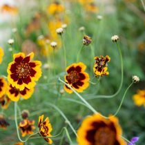 Космидиум (Cosmidium burridgeanum)