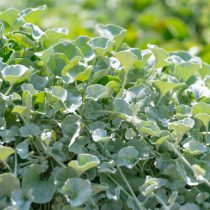 Дихондра серебристая (Dichondra argentea)