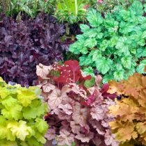 Гейхеры (Heuchera)