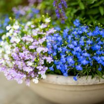 Лобелия (Lobelias)