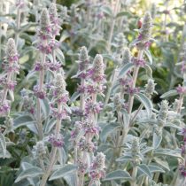 Чистец византийский (Stachys byzantina)