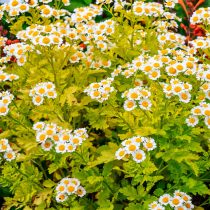 Сорт «Ауреум» пиретрума девичьего  (Tanacetum parthenium 'Aureum')