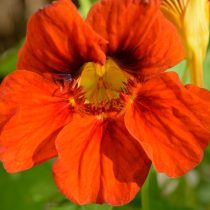 Настурция «Джевел Микс» (Tropaeolum 'Jewel Mix')