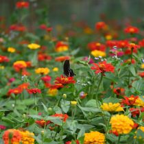 Цинии (Zinnia elegans)