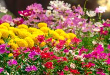 6 популярных однолетников, которые не стоят ваших сил и времени