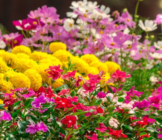 6 популярных однолетников, которые не стоят ваших сил и времени