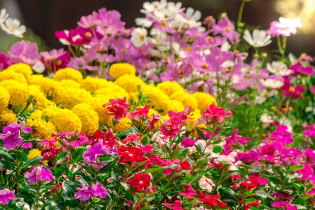 6 популярных однолетников, которые не стоят ваших сил и времени