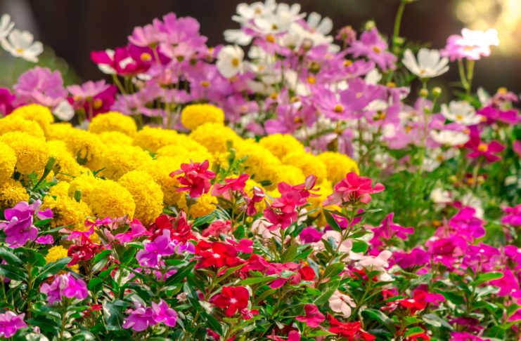 6 популярных однолетников, которые не стоят ваших сил и времени