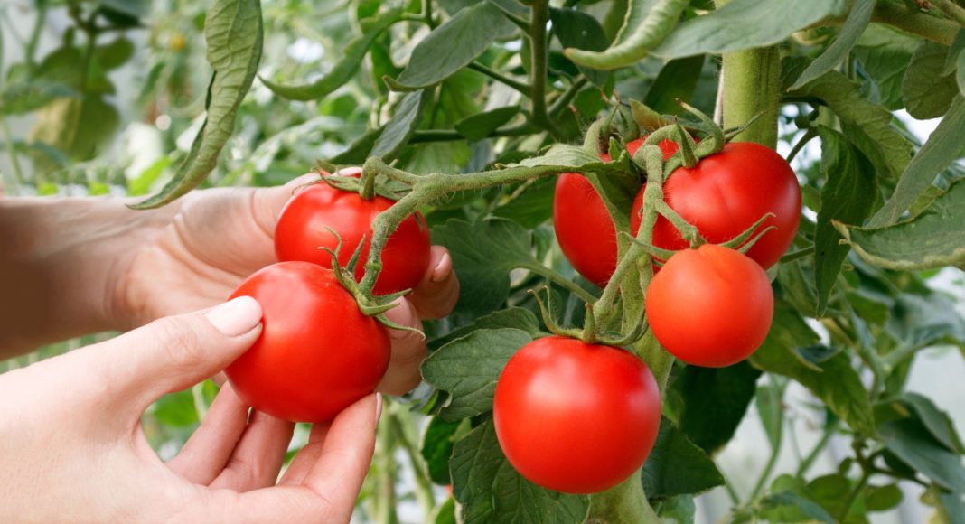 6 самых живучих и урожайных сортов томатов, которые я советую