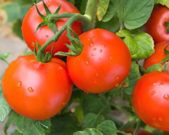 Томат Санька.