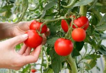 6 самых живучих и урожайных сортов томатов, которые я советую 6 самых живучих и урожайных сортов томатов, которые я советую