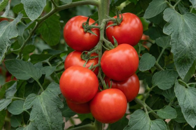 Томат Интуиция F1