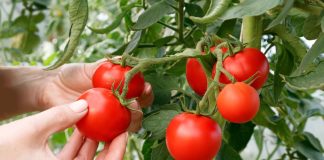 6 самых живучих и урожайных сортов томатов, которые я советую