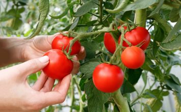 6 самых живучих и урожайных сортов томатов, которые я советую