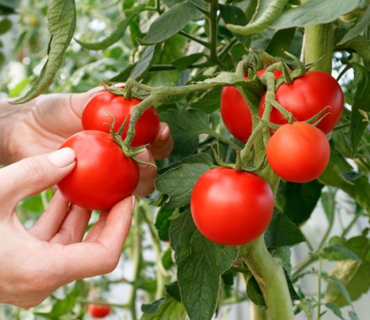 6 самых живучих и урожайных сортов томатов, которые я советую