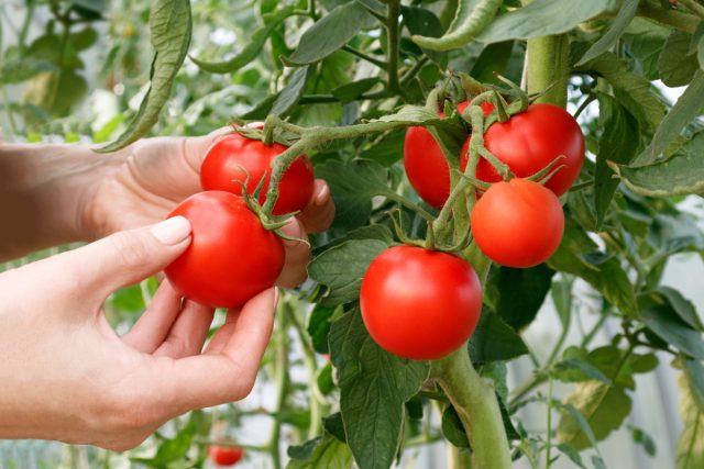 6 самых живучих и урожайных сортов томатов, которые я советую