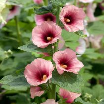 "Хэло Эприкот" (Alcea rosea ‘Halo Apricot’) "Хэло Эприкот" (Alcea rosea ‘Halo Apricot’)