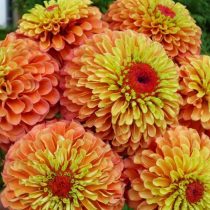"Куин Лайм Оранж" (Zinnia elegans ‘Queen Lime Orange’)