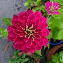 "Бенари Джайант Вайн" (Zinnia elegans ‘Benary’s Giant Wine’)