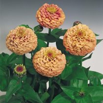 "Оклахома Салмон" (Zinnia ‘Oklahoma Salmon’)