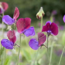 "Матукана" (Lathyrus odoratus ‘Matucana’) "Матукана" (Lathyrus odoratus ‘Matucana’)