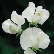 "Эприл ин Пари" (Lathyrus odoratus ‘April in Paris’) "Эприл ин Пари" (Lathyrus odoratus ‘April in Paris’)