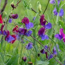 "Купанис Ориджинал" (Lathyrus odoratus ‘Cupani’s Original’) "Купанис Ориджинал" (Lathyrus odoratus ‘Cupani’s Original’)