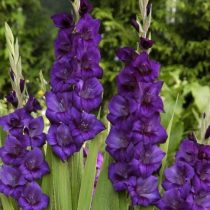 "Пёрпл Флора" (Gladiolus ‘Purple Flora’) "Пёрпл Флора" (Gladiolus ‘Purple Flora’)