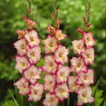 "Грин Стар" (Gladiolus ‘Green Star’) "Присцилла" (Gladiolus ‘Priscilla’)