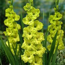 Гладиолус "Грин Стар" (Gladiolus ‘Green Star’) "Грин Стар" (Gladiolus ‘Green Star’)