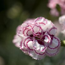 Гвоздика "Гранз Фаворит" (Dianthus ‘Gran’s Favourite’)