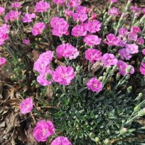 "Девон Старлет" (Dianthus ‘Devon Starlet’)