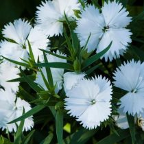 "Мрс Синкис" (Dianthus ‘Mrs Sinkins’)