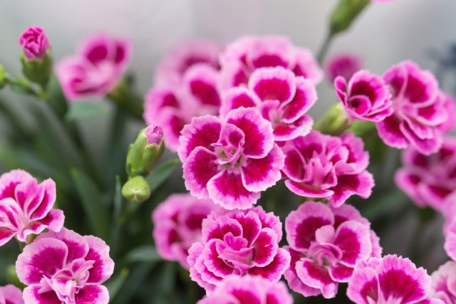 Садовые гвоздики сегодня — это целая палитра от лососевых до дымчато-серых оттенков, кружевные края лепестков, утончённый аромат. Садовые гвоздики сегодня — это целая палитра от лососевых до дымчато-серых оттенков, кружевные края лепестков, утончённый аромат.