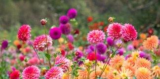 6 старомодных цветов, за которыми снова охотятся все цветоводы