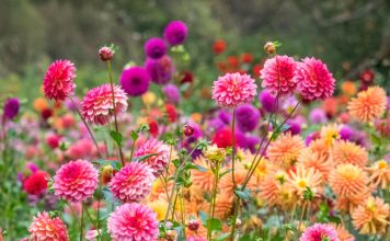 6 старомодных цветов, за которыми снова охотятся все цветоводы