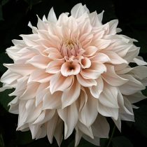 Георгин "Кафе о Ле" (Dahlia ‘Café au Lait’) Георгин "Кафе о Ле" (Dahlia ‘Café au Lait’)