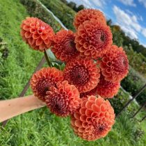 Георгин "Кафе о Ле" (Dahlia ‘Café au Lait’) "Корнел Бронз" (Dahlia ‘Cornel Bronze’)