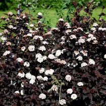 Пузыреплодник калинолистный «Диаболо» (Physocarpus opulifolius ‘Diabolo’) Пузыреплодник калинолистный «Диаболо» (Physocarpus opulifolius ‘Diabolo’)