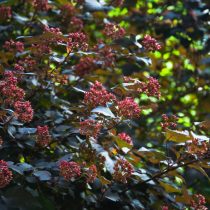 Пузыреплодник калинолистный «Ред Барон» (Physocarpus opulifolius ‘Red Baron’) Пузыреплодник калинолистный «Ред Барон» (Physocarpus opulifolius ‘Red Baron’)