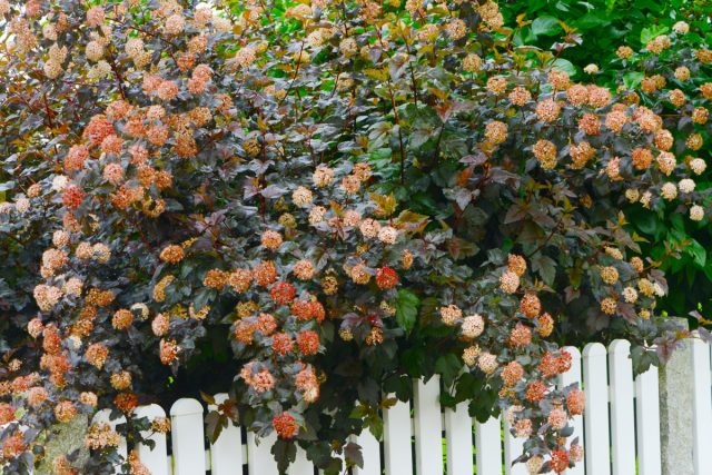 Пузыреплодник калинолистный. Шустрый, послушный и абсолютно неагрессивный кустарник, который растёт там, где посадили, и не лезет под забор. Быстро закрывает обзор и держит форму без капризов. Пузыреплодник калинолистный.