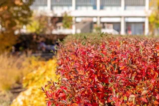 Листья у кизильника мелкие, блестящие, тёмно-зелёные летом, а осенью они становятся фантастически красными и оранжевыми. Листья у кизильника мелкие, блестящие, тёмно-зелёные летом, а осенью они становятся фантастически красными и оранжевыми.