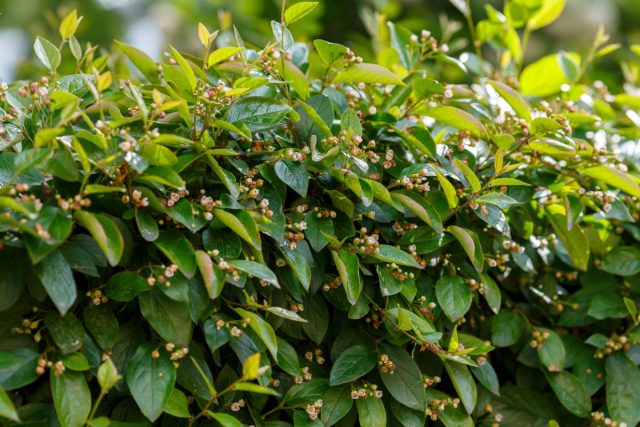 Кизильник блестящий. Стальная классика городских парков: плотный, формованный, невероятно устойчивый. Создает настоящую стену, которую легко стричь в любую форму. Кизильник блестящий.