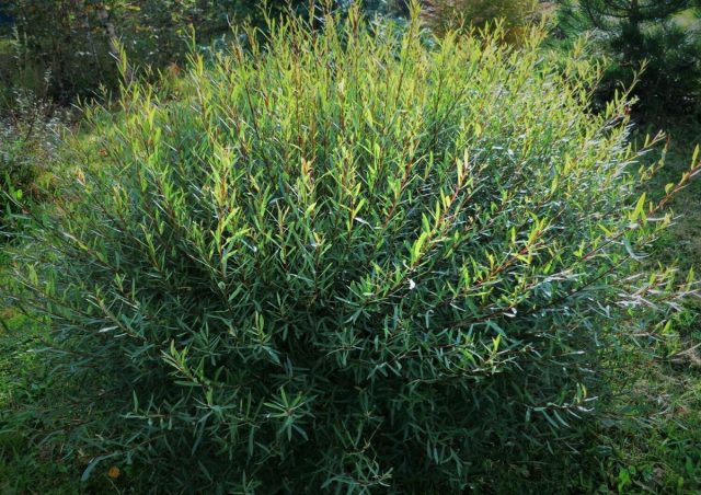 Ива пурпурная «Нана Ива пурпурная «Нана» (Salix purpurea ‘Nana’)