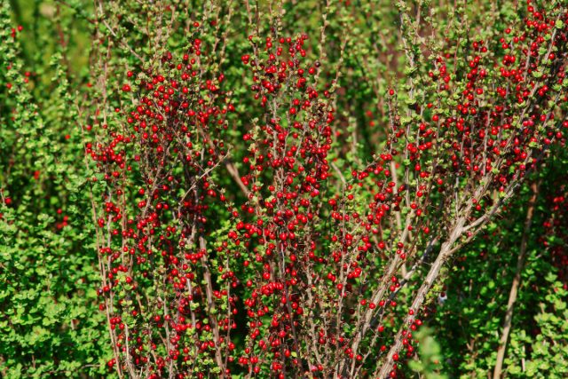 Высокорослый сорт барбариса Тунберга - «Эректа» (Berberis thunbergii ‘Erecta’), например, растёт вертикально, как колонна, и хорош для узких мест. Высокорослый сорт барбариса Тунберга - «Эректа» (Berberis thunbergii ‘Erecta’), например, растёт вертикально, как колонна, и хорош для узких мест.
