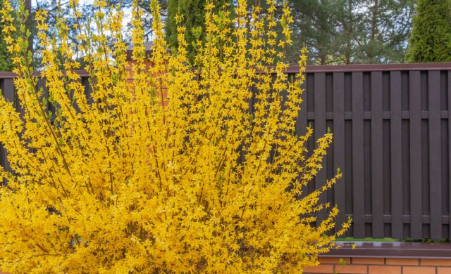 Форзиция. Весенний взрыв ярких цветов, который расцветает первой. Быстро растёт, не лезет по участку и дарит сильный визуальный эффект именно тогда, когда сад ещё спит. Форзиция. Весенний взрыв ярких цветов, который расцветает первой. Быстро растёт, не лезет по участку и дарит сильный визуальный эффект именно тогда, когда сад ещё спит.