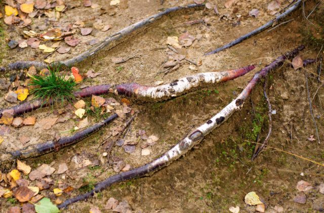 Самое неприятное — листва. Берёза сбрасывает листья постепенно, с августа по октябрь. Это не разовая уборка, а бесконечный процесс. Самое неприятное — листва. Берёза сбрасывает листья постепенно, с августа по октябрь. Это не разовая уборка, а бесконечный процесс.