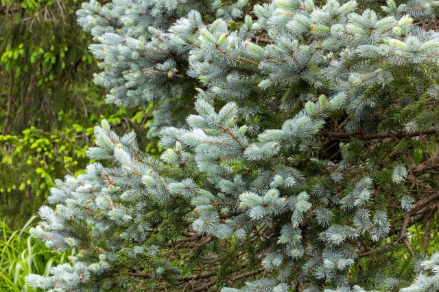 Голубая ель растёт медленно, но неизбежно превращается в огромный плотный конус, который затеняет участок, сушит землю вокруг и забирает пространство. Через несколько лет она уже диктует планировку сада, а не вы — ей. Голубая ель растёт медленно, но неизбежно превращается в огромный плотный конус, который затеняет участок, сушит землю вокруг и забирает пространство. Через несколько лет она уже диктует планировку сада, а не вы — ей.