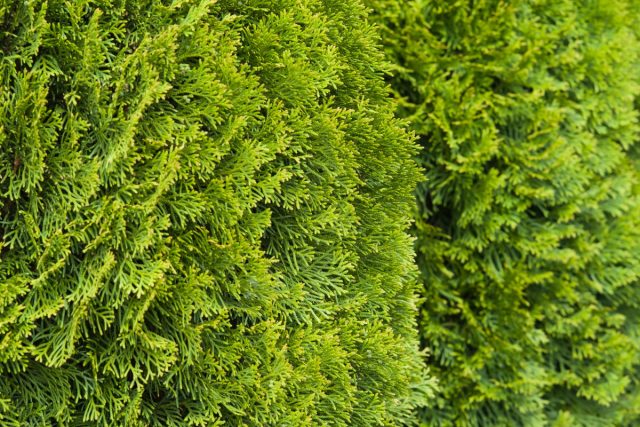 Через пять-семь лет туи начинают расти не только вверх, но и вширь. Если их не обрезать, они расползаются, занимают метр-полтора в ширину с каждой стороны. Через пять-семь лет туи начинают расти не только вверх, но и вширь. Если их не обрезать, они расползаются, занимают метр-полтора в ширину с каждой стороны.