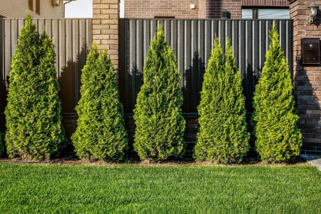 Туи в линию — красивый старт, но через несколько лет стенка превращается в тяжёлую, заросшую массу. Кроны смыкаются, воздух не циркулирует, появляются болезни, а поддерживать ровность приходится постоянно. Туи в линию — красивый старт, но через несколько лет стенка превращается в тяжёлую, заросшую массу. Кроны смыкаются, воздух не циркулирует, появляются болезни, а поддерживать ровность приходится постоянно.